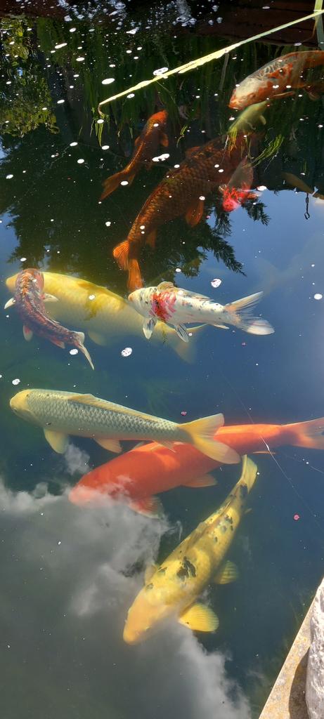 Koi te koop, Dieren en Toebehoren, Vissen | Vijvervissen, Karper of Koi