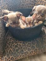 Prachtige Chihauhau pupjes 5 stuks, Dieren en Toebehoren, Honden | Chihuahua's en Gezelschapshonden, Parvo, 8 tot 15 weken, Meerdere