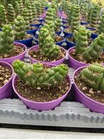 Cactus Eulychnia Castanea cv. Varispiralis.potmaat 10,5 cm, Ophalen of Verzenden, Minder dan 100 cm, Bloeiende kamerplant, Volle zon
