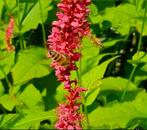Persicaria amplexicaulis vaste plant biologisch, Ophalen, Overige soorten, Volle zon