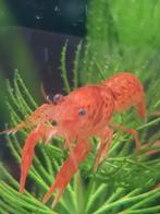 CPO kreeften oranje Cambarellus patzcuarensis, Dieren en Toebehoren, Kreeft, Krab of Garnaal, Zoetwatervis, Schoolvis