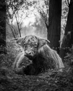 FineArt print Schotse hooglander | Hahnemühle Baryta, Minder dan 50 cm, Nieuw, Ophalen of Verzenden, 75 cm of meer