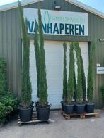 Cupressus sempervirens Blue Sky 275-300cm, Bloeit niet, 250 tot 400 cm, Zuilboom, Ophalen