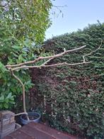 Anna Palowna boom, Ophalen, In pot, Volle zon, Overige soorten