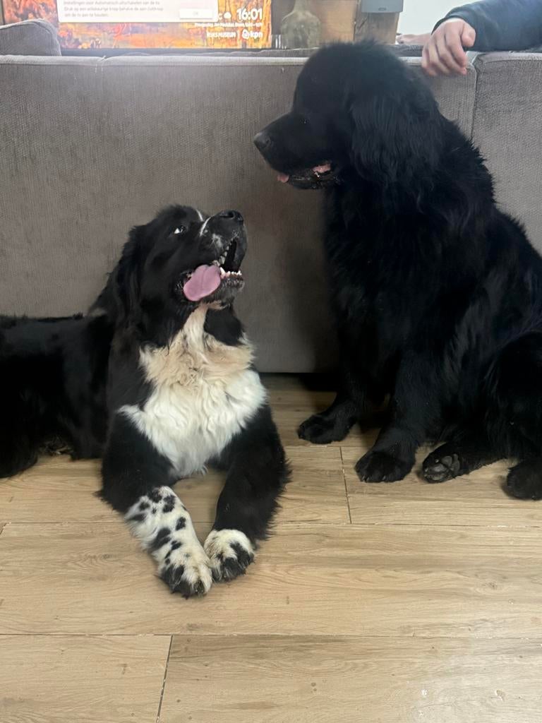 Nieuw huis gezocht voor onze newfoundlander teefje 2 jaar, Dieren en Toebehoren, Honden | Niet-rashonden, Teef, Groot, Eén hond