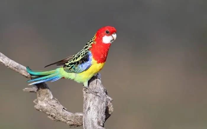 Gezocht pracht rosella pop overjarig, Vrouwelijk, Parkiet