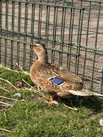 Kwaker vrouw van 2024 (geringd), Dieren en Toebehoren, Pluimvee, Vrouwelijk, Kip