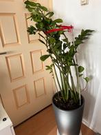 Grote Zamioculcas plant, Overige soorten, In pot, Groene kamerplant, Halfschaduw