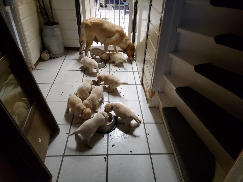 lieve,  witte labrador pups te koop, Parvo, 8 tot 15 weken, Labrador retriever, Meerdere