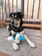 Gezocht: maatje voor het leven, Reu, 1 tot 2 jaar, Eén hond, Nederland