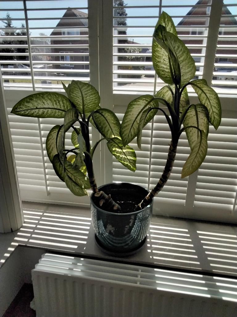 Grote kamerplant MET pot!, Huis en Inrichting, Kamerplanten, Ophalen, 100 tot 150 cm, Overige soorten, Halfschaduw