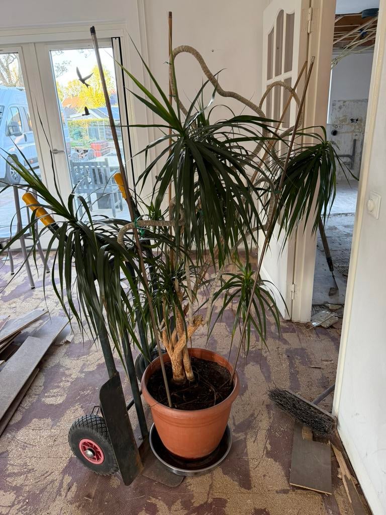Plant 1.50m hoog met pot, Huis en Inrichting, Kamerplanten, Ophalen, Halfschaduw
