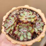 Echeveria Mexican Pulidonis Vetplanten Kuipplanten, Huis en Inrichting, Verzenden, Vetplant, Halfschaduw, Minder dan 100 cm