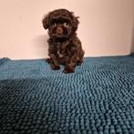 lieve raszuivere choco gekleurde shih tzu pups, Overige rassen, 8 tot 15 weken, Meerdere, Meerdere dieren