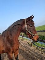 Meerdere paarden te koop - leuke prijzen, Niet van toepassing, Dressuurpaard, Meerdere dieren, 165 tot 170 cm