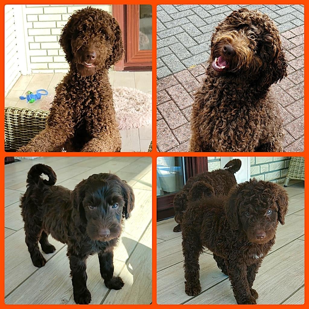 schattige choco f4 labradoodle pups (beide ouders aanwezig), Dieren en Toebehoren, Parvo, Overige rassen, 8 tot 15 weken, Meerdere