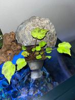 Begonia Padang Lawas, Ophalen of Verzenden, Halfschaduw, Minder dan 100 cm