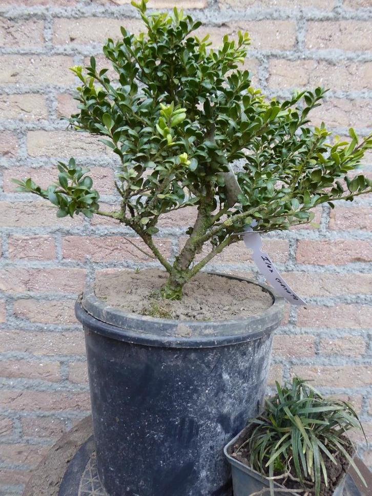 Bonsai: Ilex crenata, Tuin en Terras, Planten | Bomen, Overige soorten, Minder dan 100 cm, Halfschaduw, Bloeit niet, Ophalen