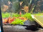 Mooie Vuurgarnalen (Neocaridina) – €1,- per stuk!, Kreeft, Krab of Garnaal