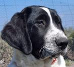 Alabai / Centraal-Aziatische Herder pup reu met FCI stamboom, Dieren en Toebehoren, Honden | Herdershonden en Veedrijvers, Fokker | Hobbymatig