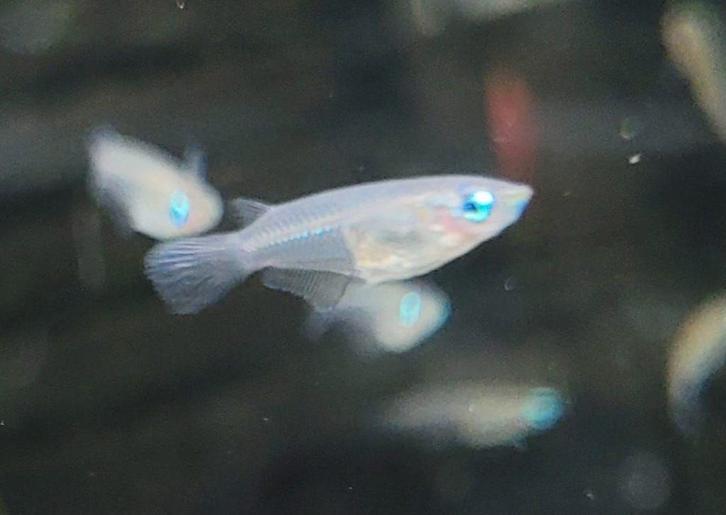 Hobbyaquarium Oryzias javanicus Zondag 1 maart 12/17u aktie, Dieren en Toebehoren, Vissen | Aquariumvissen, Zoetwatervis, Vis