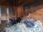 Jonge konijntjes vlaamse reus/Franse hangoor, Dieren en Toebehoren, Konijnen, Meerdere dieren, Groot, Hangoor, 0 tot 2 jaar