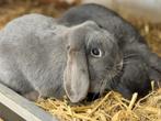 2 Blauwe dwerghangoor voedsters, Dieren en Toebehoren, Konijnen, Vrouwelijk, Dwerg