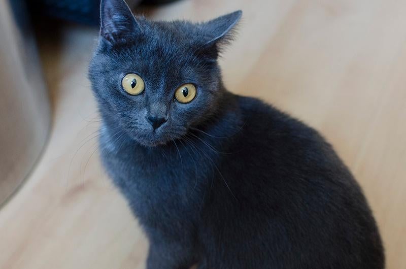 Blauwe Rus kitten, Poes, Gechipt, 0 tot 2 jaar