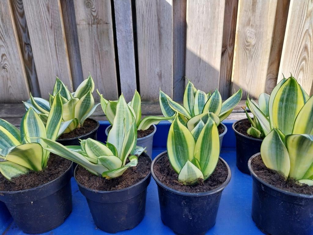 klein blijven de sansevieria 5 euro per stuk, Tuin en Terras, Ophalen of Verzenden, Overige soorten, Volle zon
