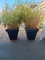Bamboe in pot, Tuin en Terras, Ophalen of Verzenden, Bloeit niet, Overige soorten, Halfschaduw