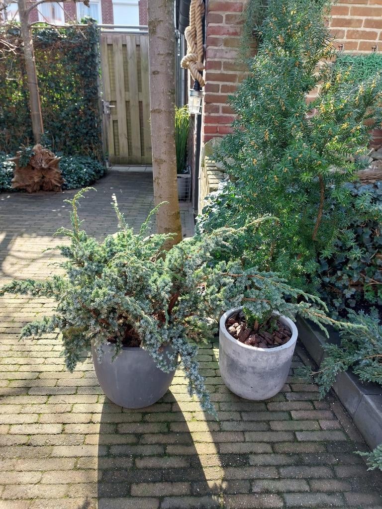 Gezonde tuinplant plant in winterharde bloempot, Ophalen, Halfschaduw, Overige soorten, 100 tot 250 cm