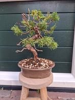 Juniperus Chinensis - Itoigawa, Bloeit niet, Minder dan 100 cm, Volle zon, In pot