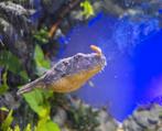 Tetraodon Pao Baileyi->Hairy Puffer->Kogelvis incl aquarium, Dieren en Toebehoren, Vis