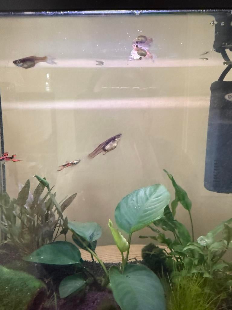 Endler guppen, Dieren en Toebehoren