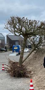 Volwassen dakplataan, Tuin en Terras, Ophalen, Volle zon, Overige soorten