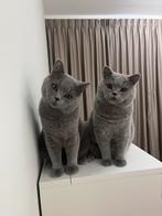 Beide 100% ras britse kortharen  te koop (katers) €300P/S, Kater