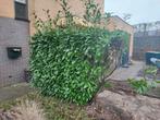 GRATIS - Grote laurierhaag, Ophalen, Laurier, Haag, 100 tot 250 cm