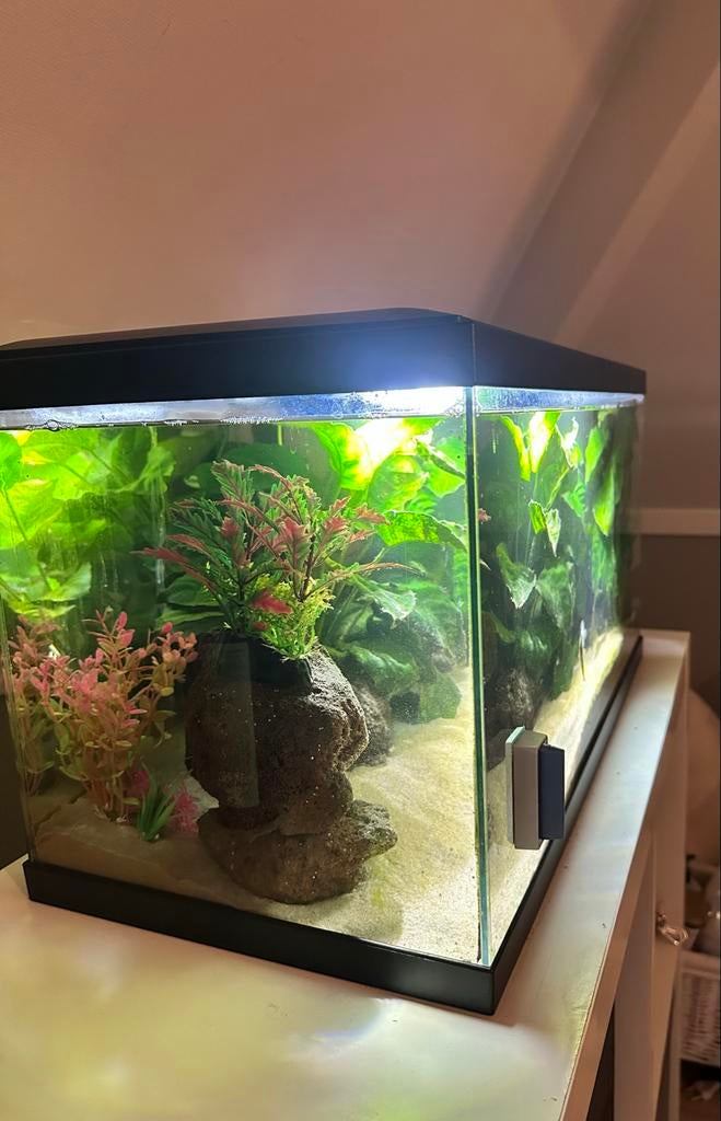 Complete Aquarium met inhoud, Dieren en Toebehoren, Vissen | Aquariumvissen, Vis
