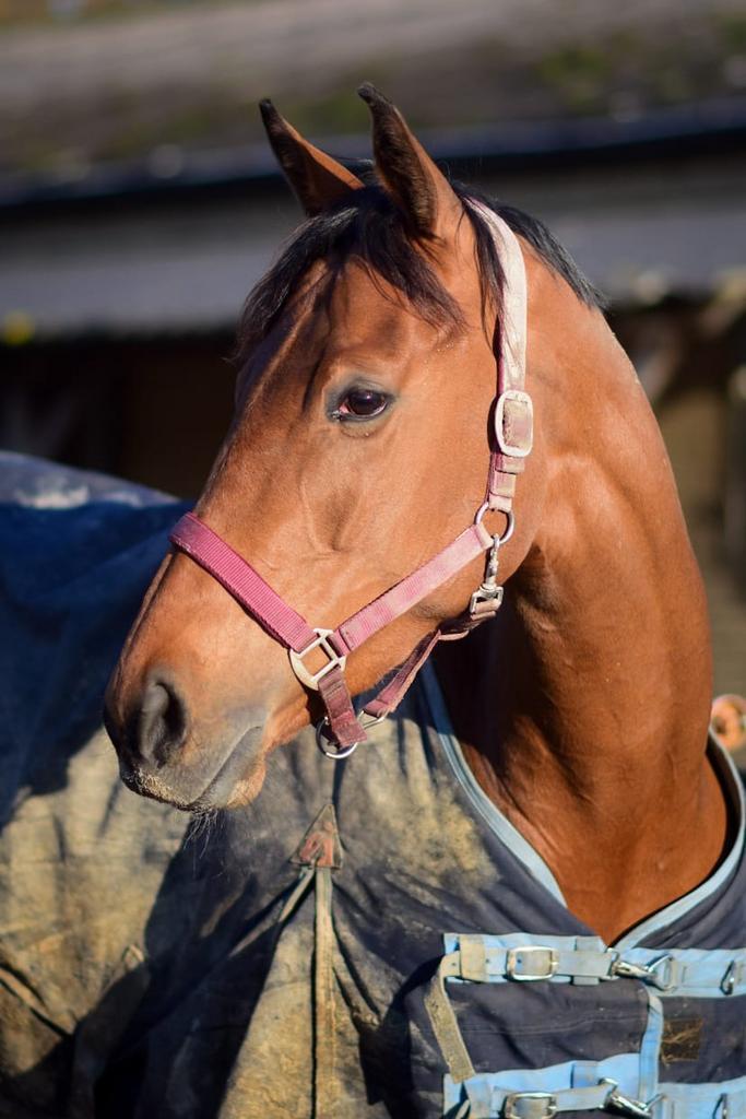 4 jarige merrie voor sportcarrière, Dieren en Toebehoren, Paarden, Merrie, 3 tot 6 jaar