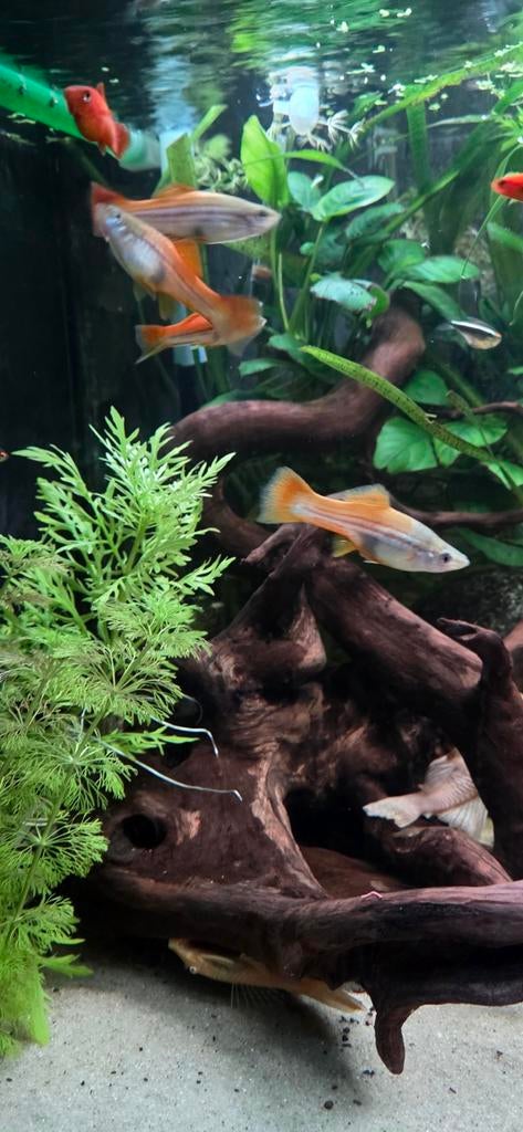 Zwaarddragers, Dieren en Toebehoren, Vis, Zoetwatervis