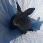 Lieve tamme dwergkonijnen, Dieren en Toebehoren, Konijnen, Meerdere dieren