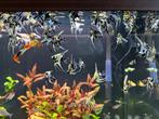 Angel Fish (maanvis) for sale, Vis, Zoetwatervis