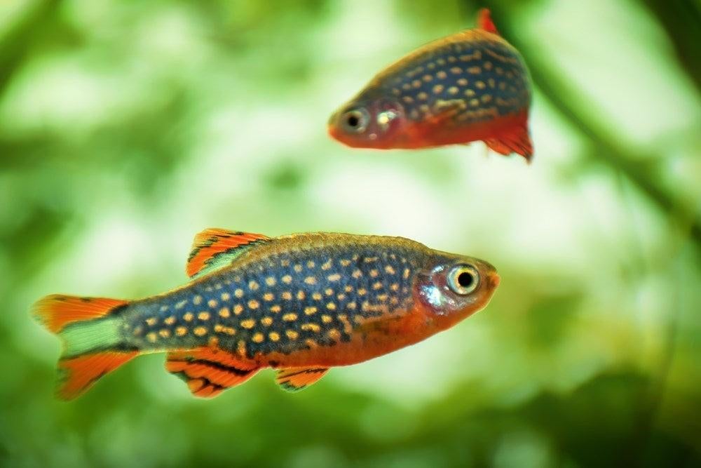 Celestial perl danios, Galaxy Rasbora, Dieren en Toebehoren, Vissen | Aquariumvissen, Vis