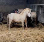 Perlino welsh A hengst ter dekking, Hengst