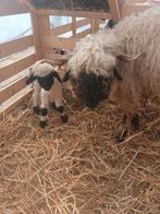 Lieve walliser schwarznase ooi met ram lam, Dieren en Toebehoren, Schapen, Geiten en Varkens, Vrouwelijk, Schaap, 0 tot 2 jaar