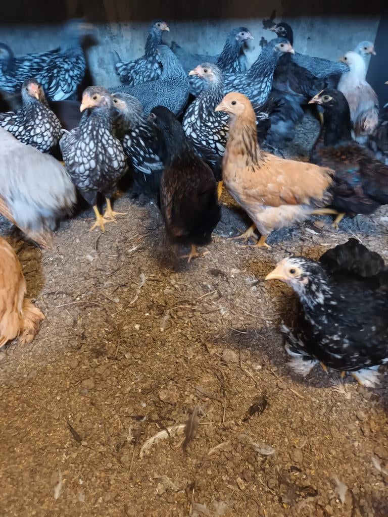 barneveder  wyandotte cochin, Dieren en Toebehoren, Pluimvee, Mannelijk, Kip