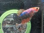 Halfmoon marble betta vrouw, Vis