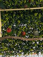 Split lutino mannen papegaai amadines, Mannelijk