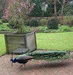 gratis af te halen : blauwe pauw, Mannelijk, Tropenvogel, Tam