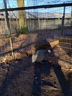 Parelhoen, Dieren en Toebehoren, Pluimvee, Geslacht onbekend, Kip